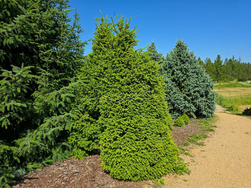 Evergreen Conifer Trees in Natural Forest Setting