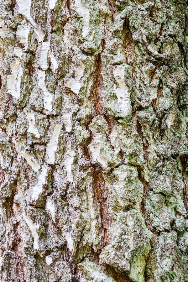 High resolution texture of birch tree bark.