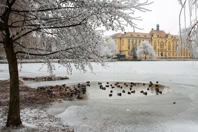 High school building amongst hoar frosted trees in cold winter day