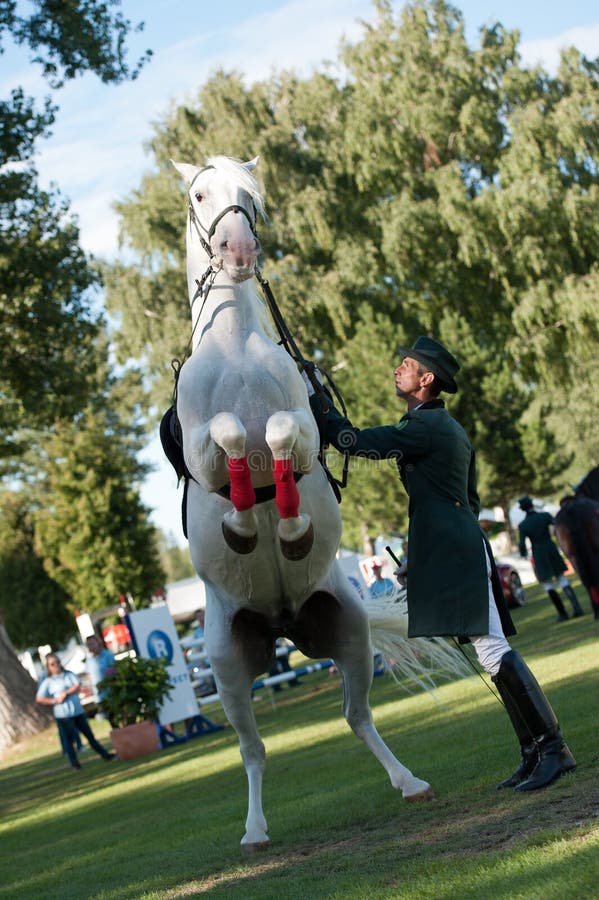 High school dressage of Lipizzan stallion