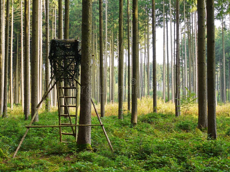 High seat in forest