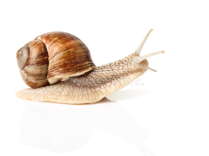 High-speed snail stock photo