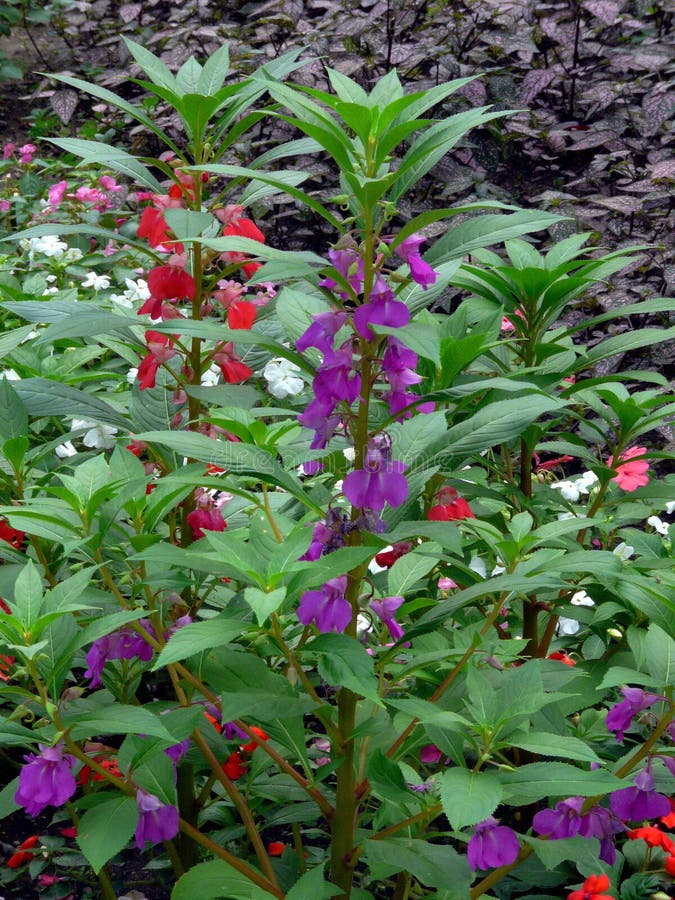 High stems with red and purple small flowers on a background of a flower bed