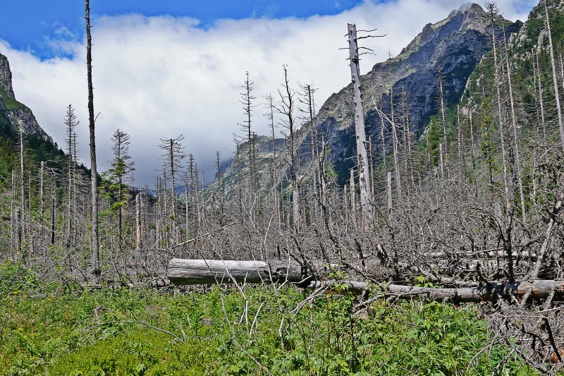 Vysoké Tatry