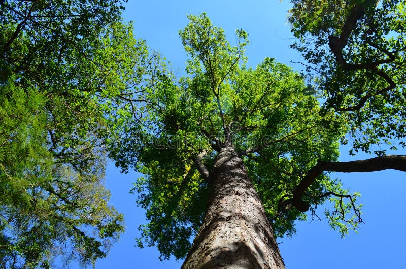 A high tree against a clear blue sky, vertical shot stock image A high tree against a clear blue sky, vertical shot stock image