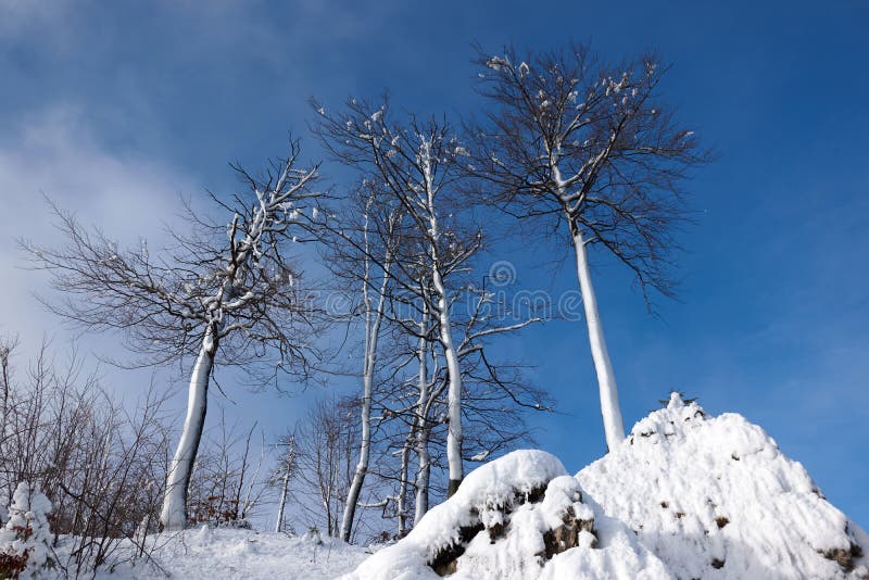 Snowy Trees, Veľká Fatra, Slovensko