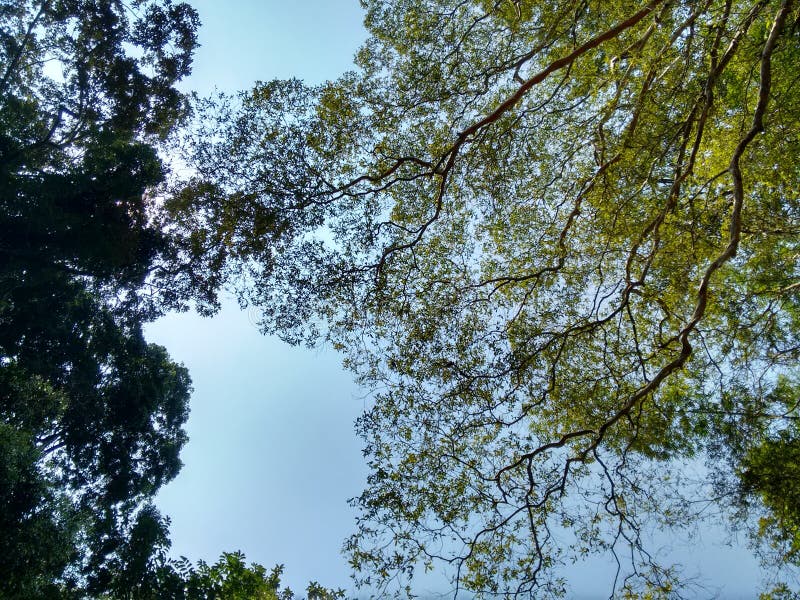 High trees stock photo. Image of spring, sunny, design 89252514