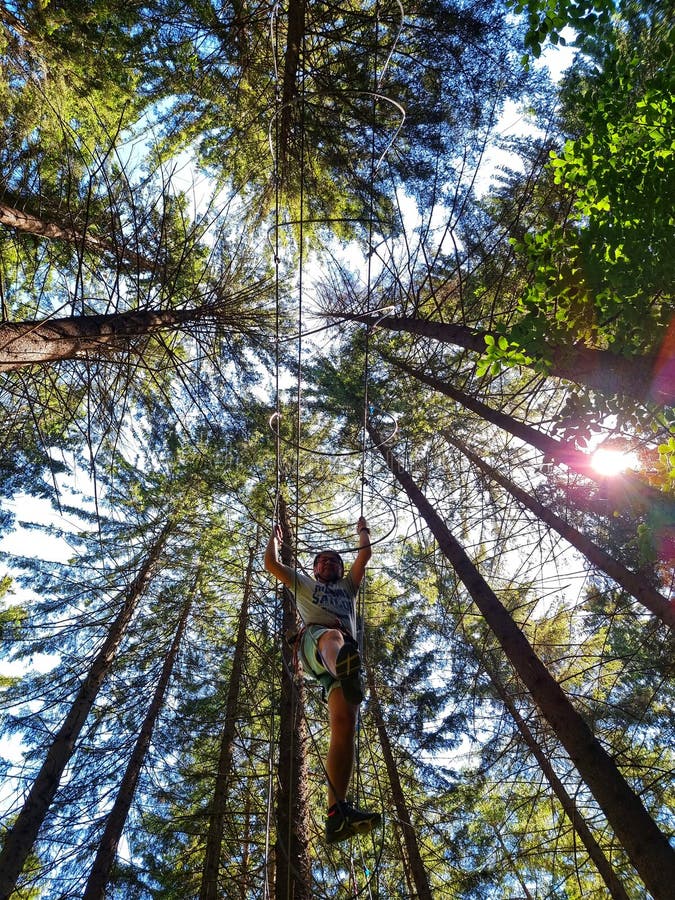 High trees in the summer stock photo. Image of woodland 227607434