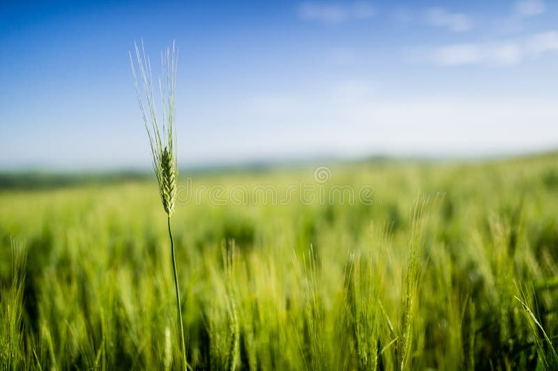 Highest wheat stem in the green field