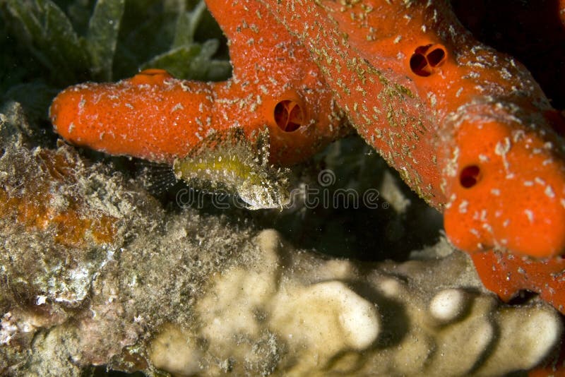 Highfin fang blenny (petroscirtes mitratus)