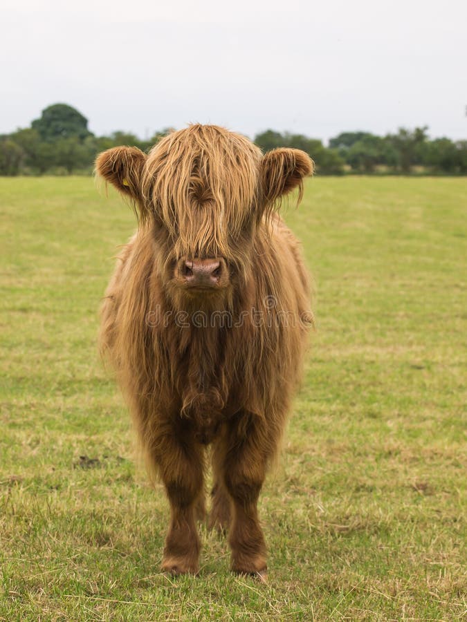 Highland Bullock Stock Photography Image 32558172 highland-bullock-stock-photography-image-32558172
