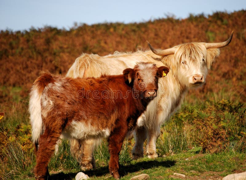 A highland cow and calf. A highland cow and calf