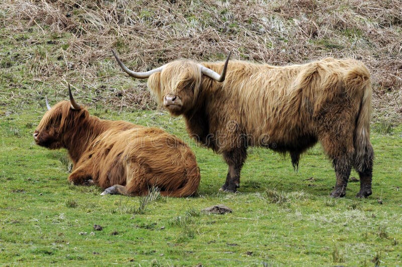 Highland cattle