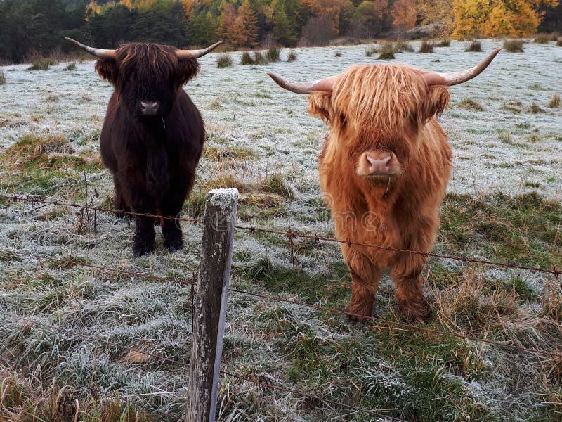 Highland Cattle Cow Black and Ginger in Scotland Stock Photo - Image of ...