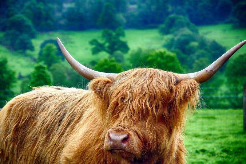 Highland Cattle, Kilmahog, Scotland Stock Photo Image of biology