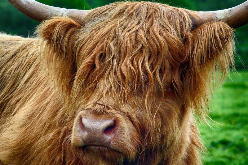 Highland Cattle, Kilmahog, Scotland Stock Photo Image of hairy