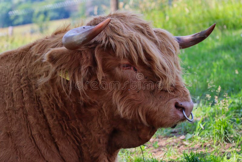 highland cattle nose piercing czech farm park landscape background long haired scottish breed rustic closeup 195584706