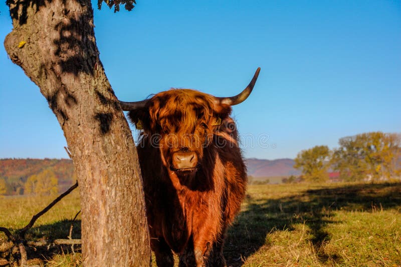 Highland cattle portrait - ancient scottish cows breed, grazing in Slovakia Tatra mountains