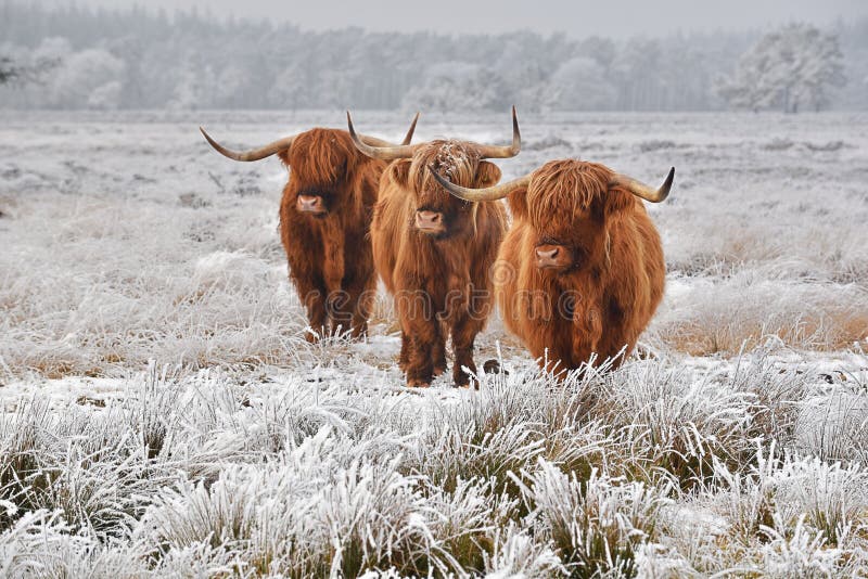 Highland cattle stock image. Image of hoarfrost, look - 84443951