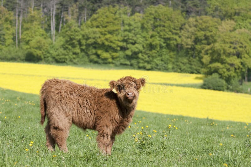 Highland Cattle Veal in the Spring Stock Image Image of cattle, male