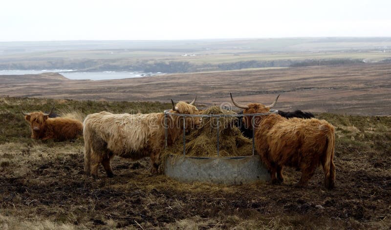 Highland Cow on the road to dunnet Head,Scotland,UK