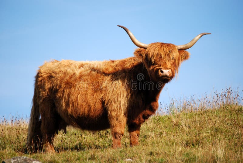 A lone highland cow on hillside