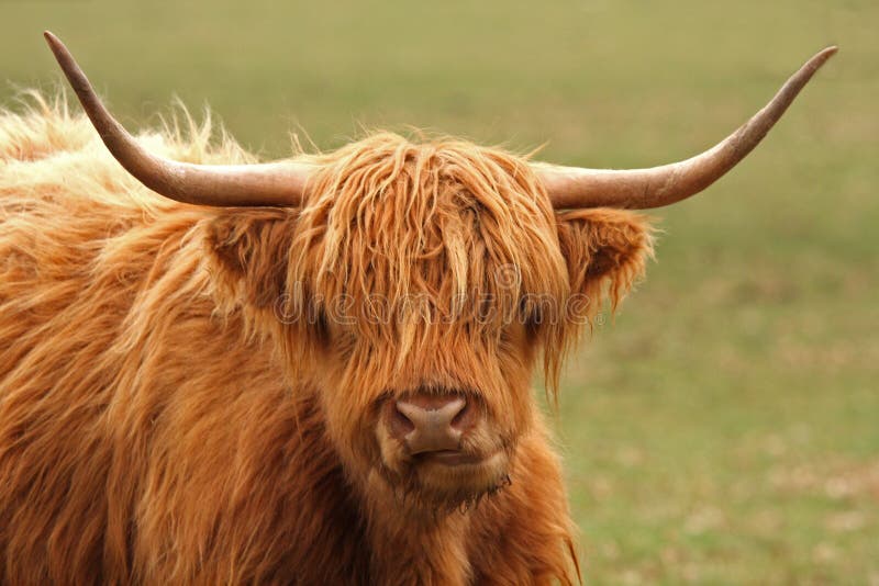 Highland Cow