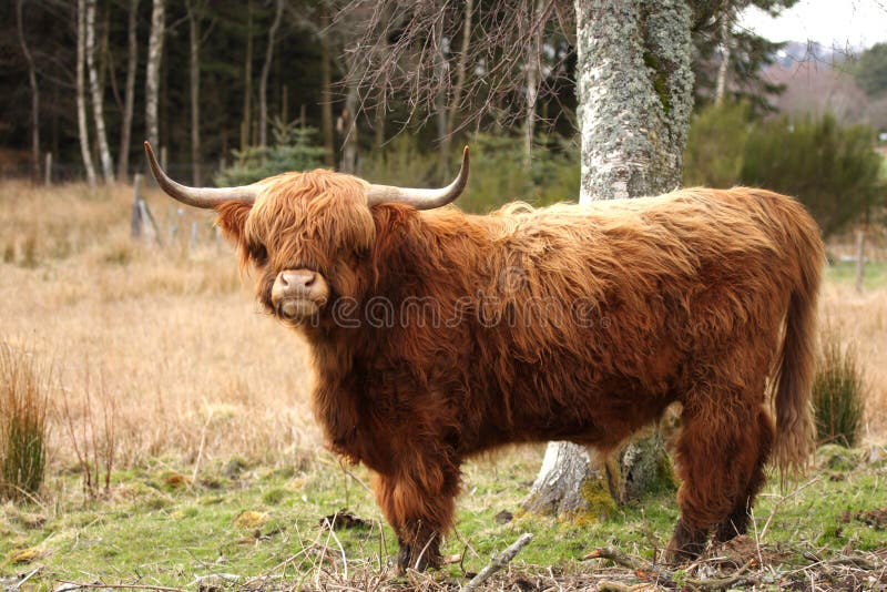 Highland Cow