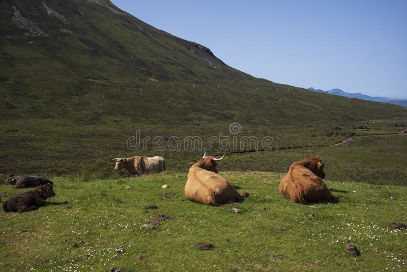The Highland cow, a Scottish cattle breed that is local known as `coo`, grazes in a meadow in the hilly mountainside on the Isle of Skye, Scotland, UK. The Highland cow, a Scottish cattle breed that is local known as `coo`, grazes in a meadow in the hilly mountainside on the Isle of Skye, Scotland, UK