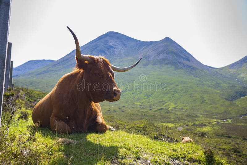 The Highland cow, a Scottish cattle breed that is local known as `coo`, grazes in a meadow in the hilly mountainside on the Isle of Skye, Scotland, UK. The Highland cow, a Scottish cattle breed that is local known as `coo`, grazes in a meadow in the hilly mountainside on the Isle of Skye, Scotland, UK