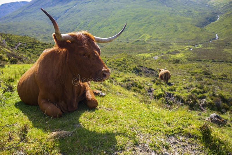 The Highland cow, a Scottish cattle breed that is local known as `coo`, grazes in a meadow in the hilly mountainside on the Isle of Skye, Scotland, UK. The Highland cow, a Scottish cattle breed that is local known as `coo`, grazes in a meadow in the hilly mountainside on the Isle of Skye, Scotland, UK