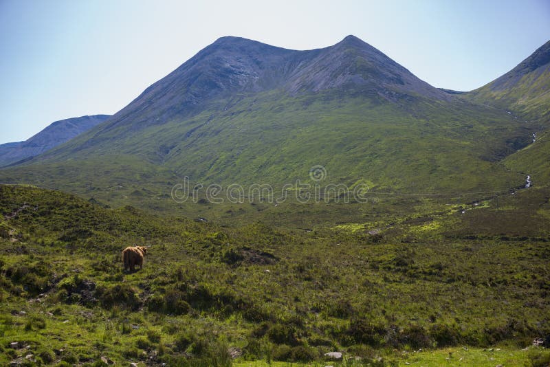 The Highland cow, a Scottish cattle breed that is local known as `coo`, grazes in a meadow in the hilly mountainside on the Isle of Skye, Scotland, UK. The Highland cow, a Scottish cattle breed that is local known as `coo`, grazes in a meadow in the hilly mountainside on the Isle of Skye, Scotland, UK