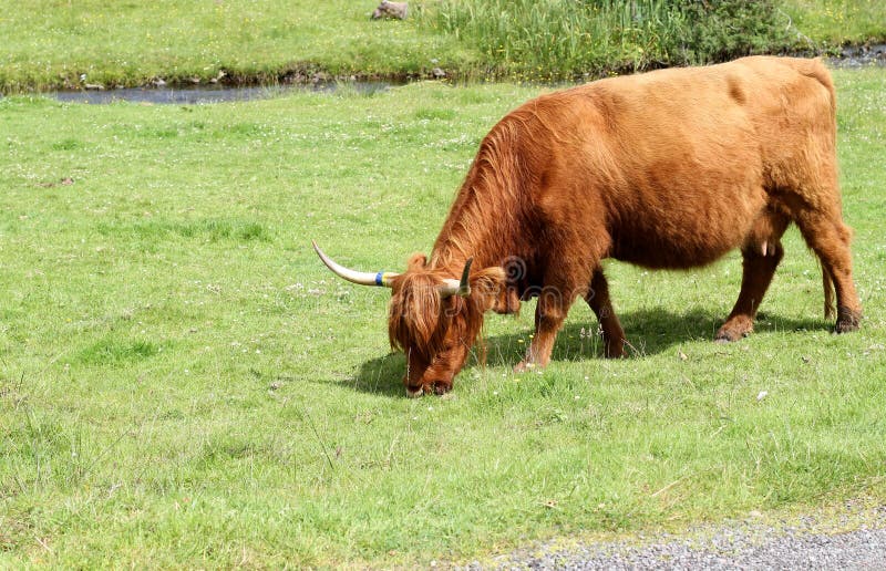 Highland cow grazing