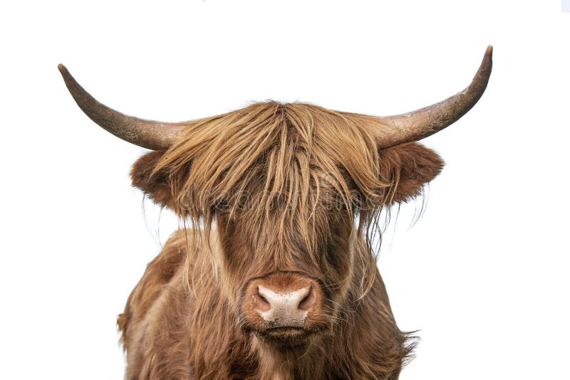 Highland cow headshot staring to the camera on white background
