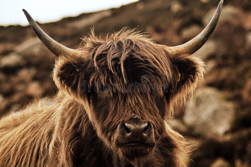 Download Brown Baby Scottish Highland Cattle Wallpaper  Wallpaperscom