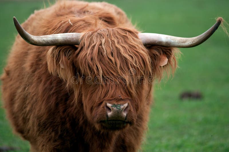 Highland cow (Kyloe)