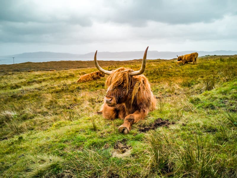 Highland Cow Laying in the Autumn Field in Scotland Stock Image - Image ...