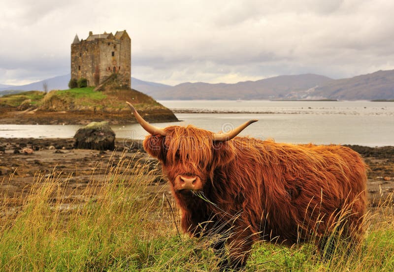 Highland cow, on loch Linnhe, Scotland