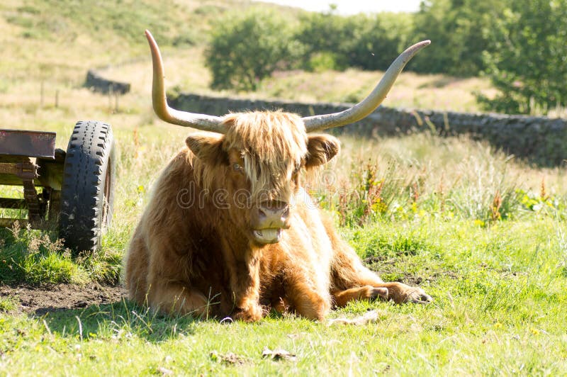 Highland Cow stock photography
