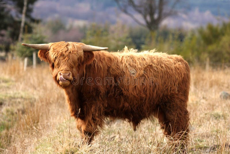 Highland Cow in Royal Desside