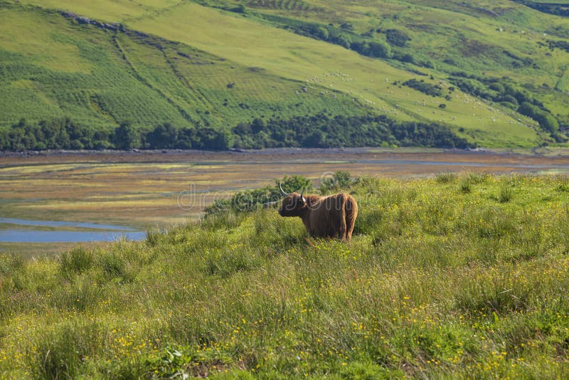 The Highland cow, a Scottish cattle breed that is local known as `coo`, grazes in a meadow in the hilly mountainside on the Isle of Skye, Scotland, UK. The Highland cow, a Scottish cattle breed that is local known as `coo`, grazes in a meadow in the hilly mountainside on the Isle of Skye, Scotland, UK