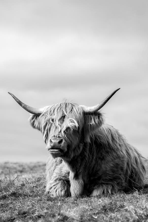 Highland cow by the sea in mull