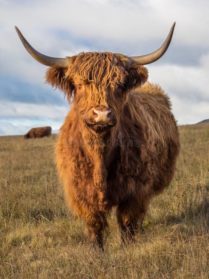 Highland Cow seen in a field in the Yorkshire Dales