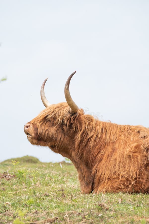 Highland cow sitting in short grass. Red highland cow with long horns in profile sitting in field with short grass stock photography Highland cow sitting in short grass. Red highland cow with long horns in profile sitting in field with short grass stock photography