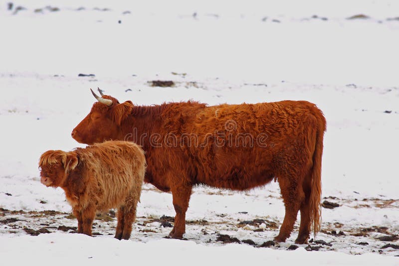 Highland cow in the snow