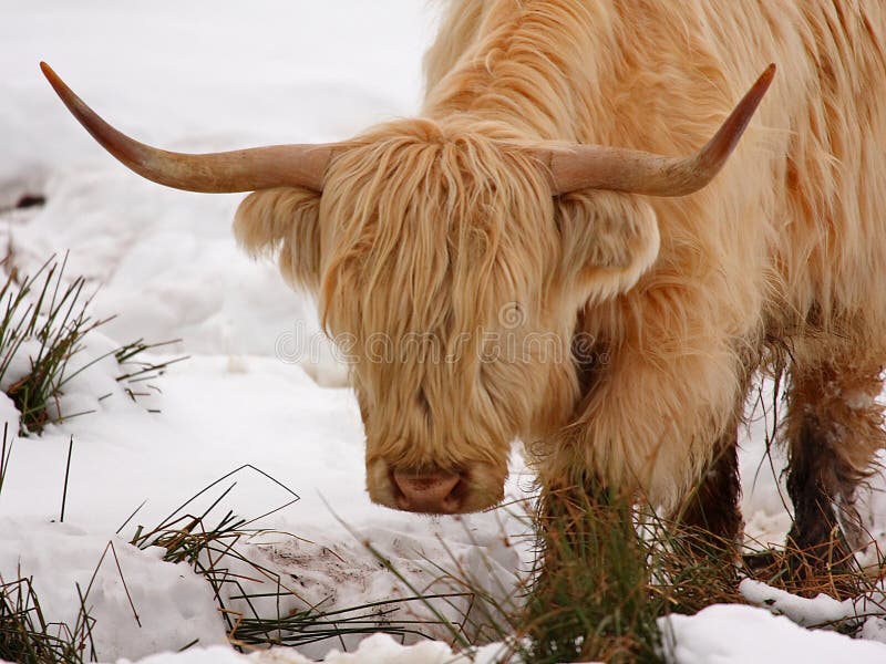 Highland cow in the snow