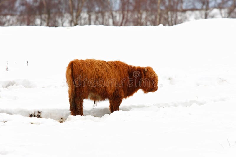 Highland cow in the snow