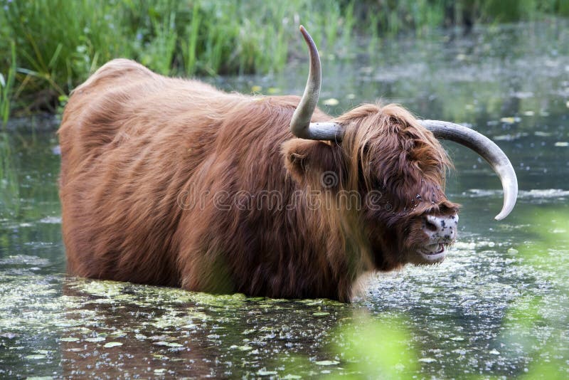 Highland cow with strange horns wading in the water