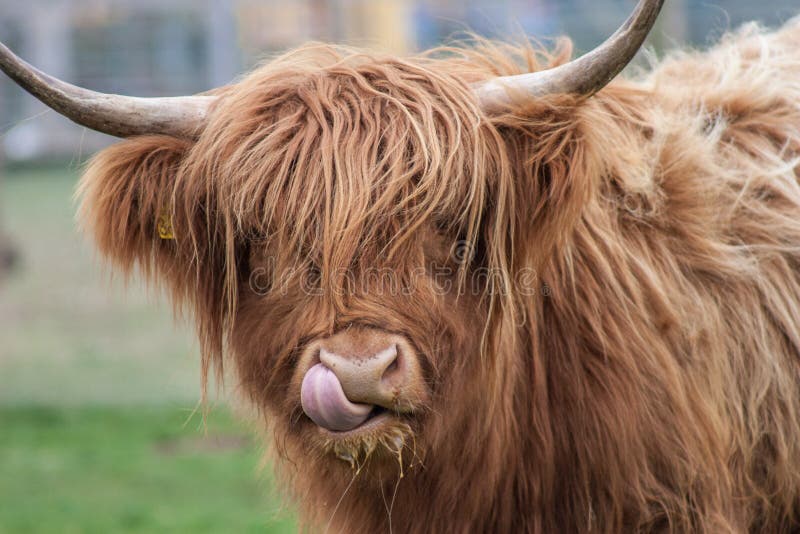 Highland Cow Photos, Download The BEST Free Highland Cow Stock Photos & HD  Images