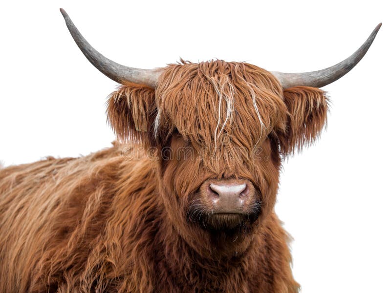 Highland Cow Photos, Download The BEST Free Highland Cow Stock Photos & HD  Images